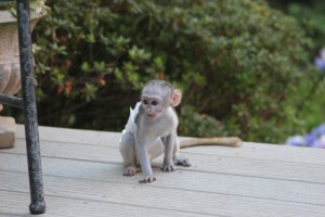 Registered   female Capuchin monkeys for adoption 