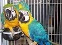 Gorgeous blue and gold macaw for any loving and reliable family that will be able to accommodate our babies