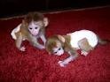 twin baby capuchin monkeys for adoption