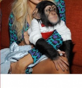 Baby chimpanzee for sale