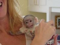 hello we have well train Capuchin monkeys raised in our home will be coming with all her food menu and diapers any body willing 