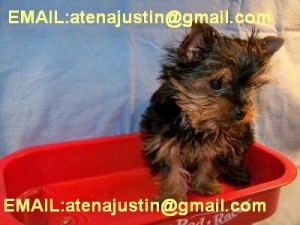 Female yorkie DESPERATELY looking for a good home EMAIL ME AT:=== atenajustin@gmail.com.com 