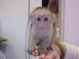 lovely capuchin monkey for adoption