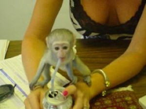 baby Capuchin monkey