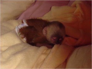 Charming Capuchin Monkey Needs Good Home