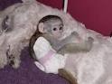 Three Baby Capuachin monkeys for adoption very cute home raised