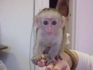 cute capunchin monkey for free adoption