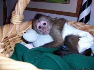 Home Trained Male and Female Capuchin Monkeys For Approved Homes.