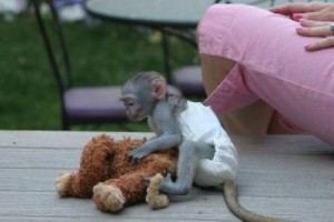 capuchin baby monkeys Hand fed by my children and me