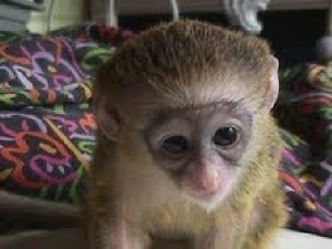 Tamed Affectionate Angelic Baby Capuchin Monkey For Your Pets