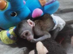 excellently tamed capuchin monkeys for adoption