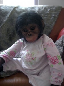 Baby chimpanzee Monkeys for adoption