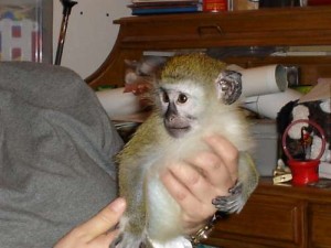 cute baby capuchine monkey out looking for loving and carying home