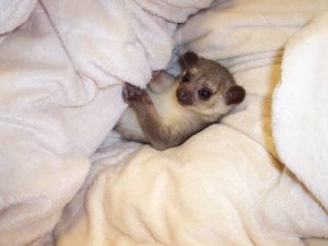 Cute And Adorable Baby Kinkajou For Sale