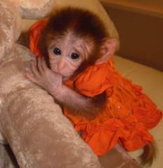 FEMALE BABY CAPUCHIN MONKEY FOR ADOPTION