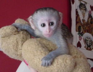 Adorable male and female babies Capuchin monkeys to give them for adaption