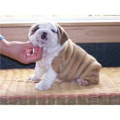 Two gorgeous English Bulldog puppies for adoption