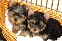 Micro Tiny male and female Yorkshire Terrier Puppy available to a new forever loving home