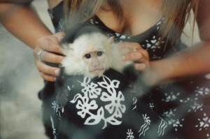 We need a home for our capuchin monkey