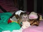 cute and adorable male and female capuchin monkeys for adoption