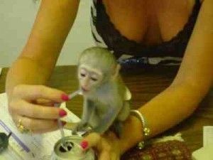  Cute baby Capuchin Monkey for Adoption