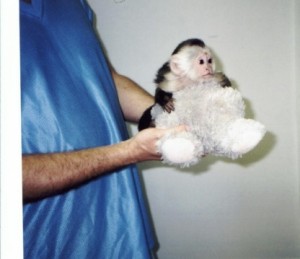 Cute capuchin marmoset and squirrel monkey for adoption