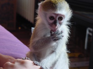 adorable capuchin monkey ready fora new home!!