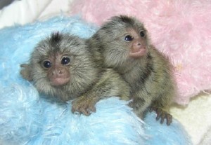 2 Playful marmoset monkeys for Adoption