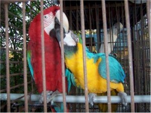 adorable blue gold pair of hyacinth macaw parrots for adoption male and female