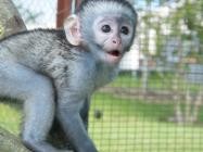 Adorable squirrel monkeys and marmoset baby bonnet ready for good homes.