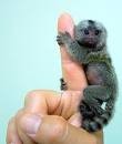 WELL HOME TRAIN MARMOSET MONKEY FOR ADOPTION