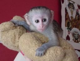 we are offering a healthy Capuchin monkey for adoption.Feel free to contact and get further information about monkey.