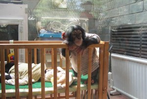 EXTREMELY CUTE BABY CHIMPANZEE FOR ADOPTION