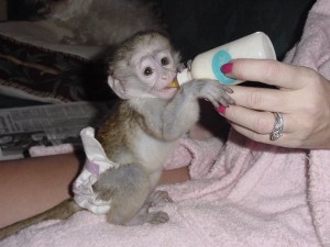 Cream  white face baby capuchin monkey 