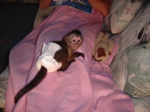 Cute baby  female Capuchin monkey available