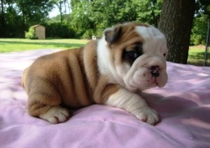 available male and english bulldog puppies for adoption