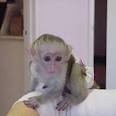 Cute And Lovely Baby Capuchin Monkeys For Adoption