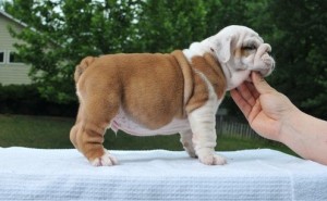 Healthy bulldogs for free adoption