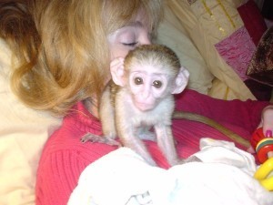 2 baby Capuchin Monkeys For Adoption