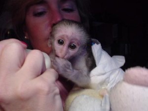 Lovely And Outstanding Capuchin Monkey