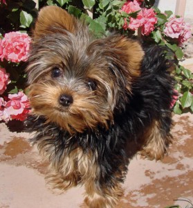 Cute and adorable Teacup Yorkie puppies for adoption