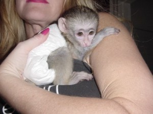 affordable and well tamed Capuchin monkey for adoption