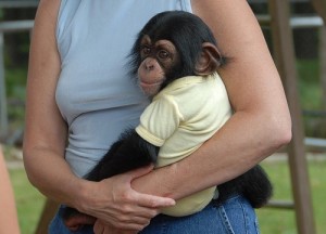 Jovial pure breed monkey's baby chimpanzee monkey's