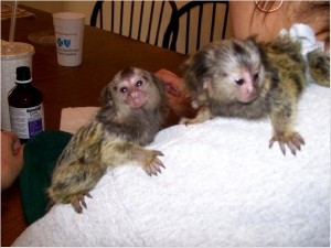 ADORABLE BABIES CAPUCHINS,SQUIRREL AND MARMOSET MONKEYS FOR SALE.