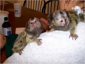  ADORABLE BABIES CAPUCHINS,SQUIRREL AND MARMOSET MONKEYS FOR SALE.