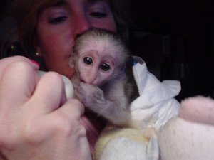  Adorable Capuchin monkeys for adoption