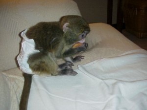  male and female baby capuchin monkey for adoption