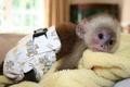 My husband and I are giving our Cute baby Capuchin Monkey For Adoption to any pet loving and caring family 