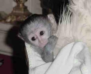 DNA Check Capuchin Monkeys for sale