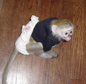 Playful baby Capuchin Monkey available